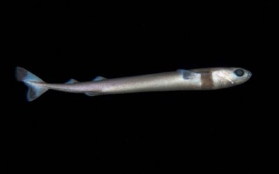 cookiecutter shark