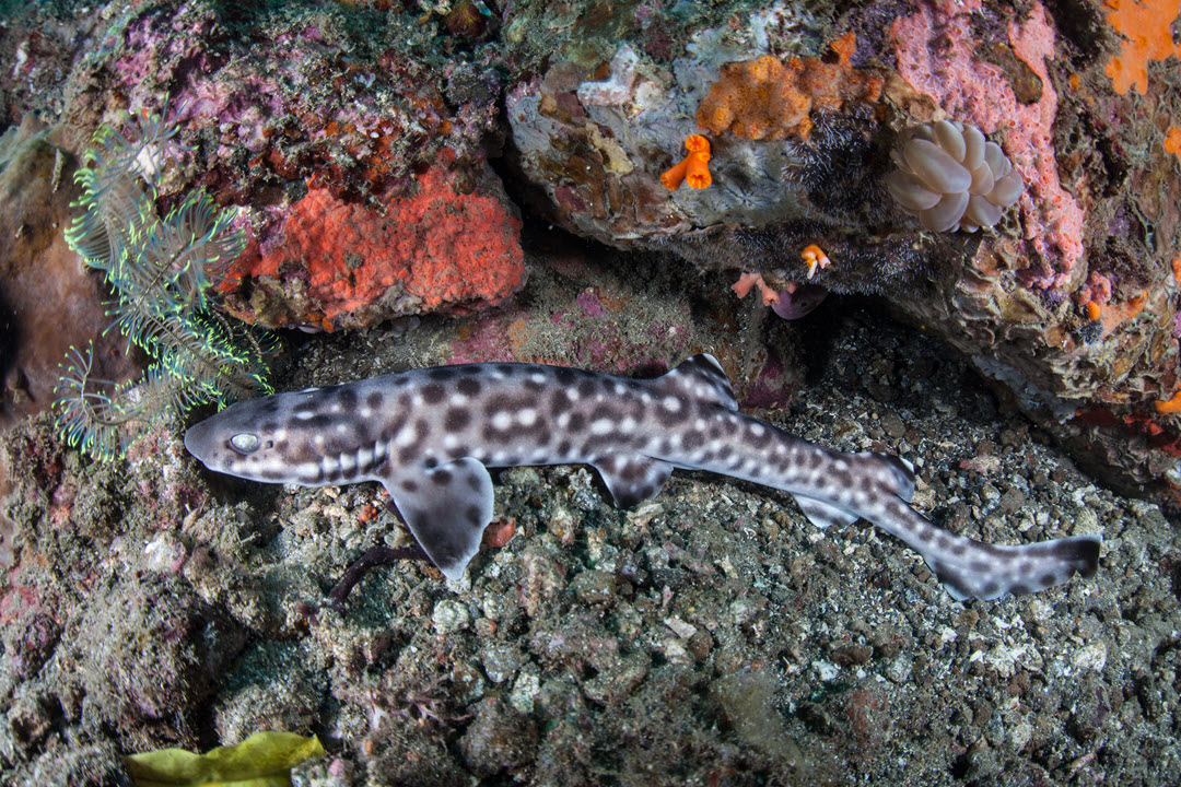 coral catshark resting