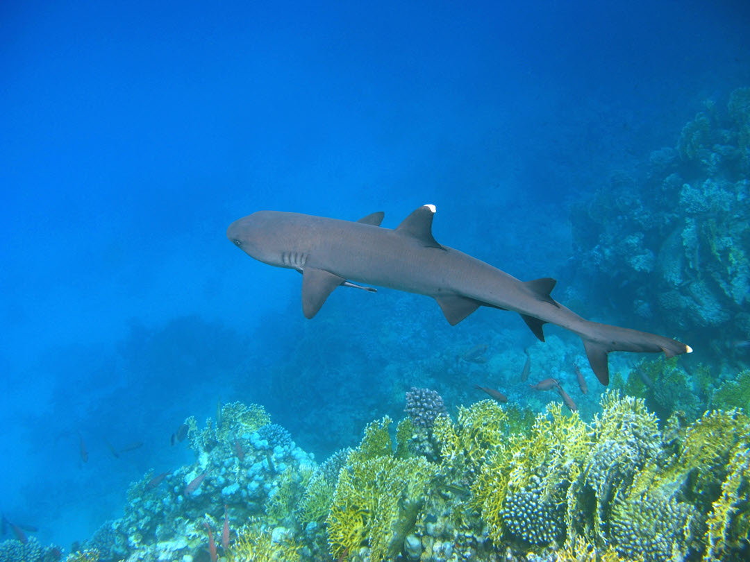 coral reef red sea whitetip