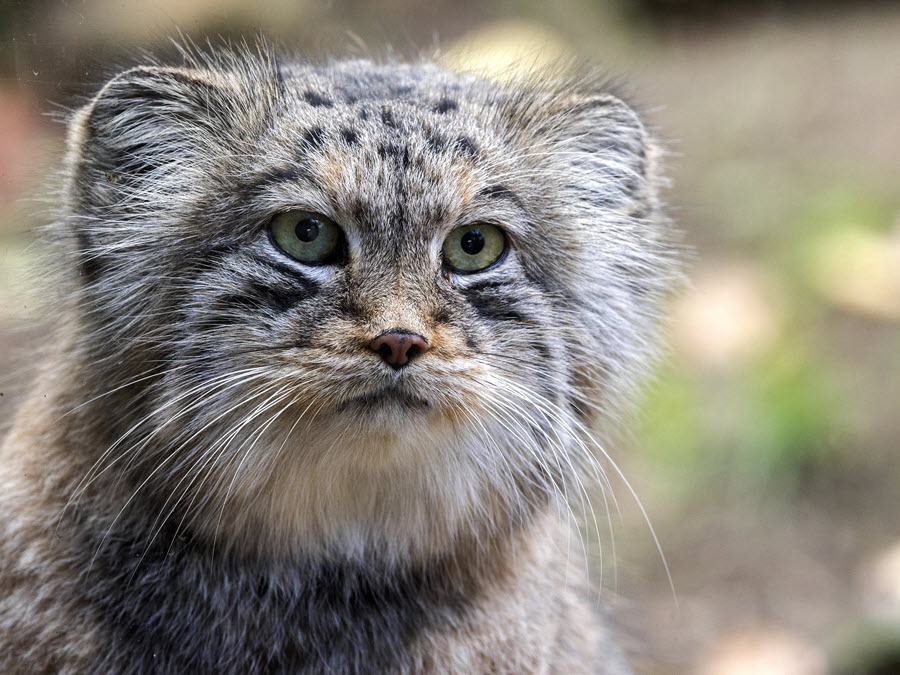 face of a pallas cat