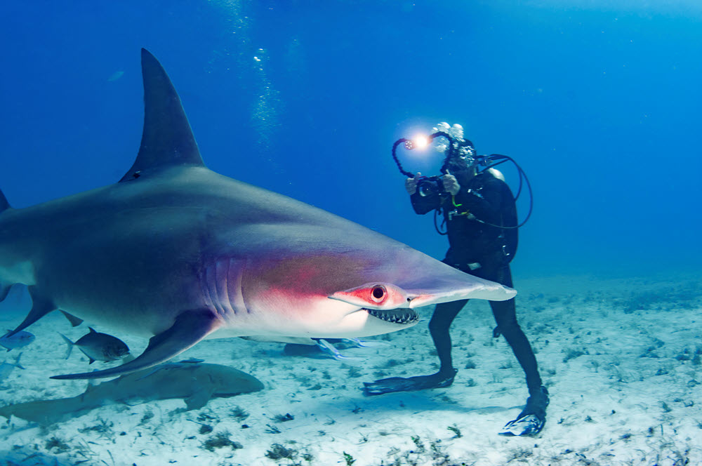 great hammerhead shark and diver
