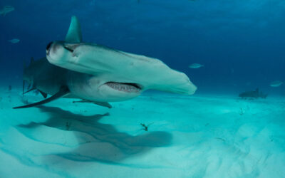 great hammerhead shark ocean floor