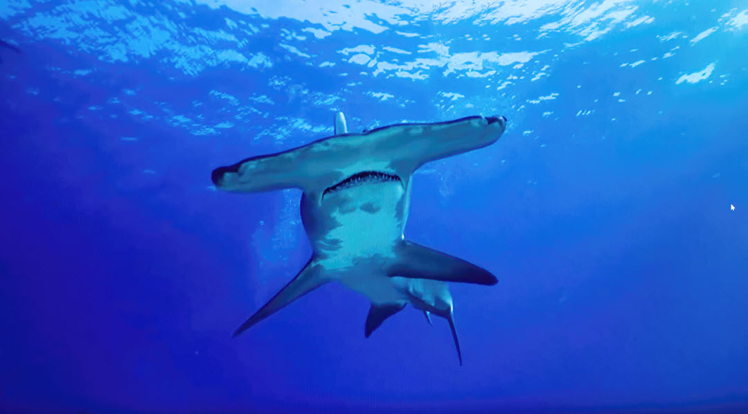 great hammerhead shark ocean