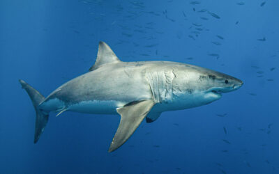 great white shark australia
