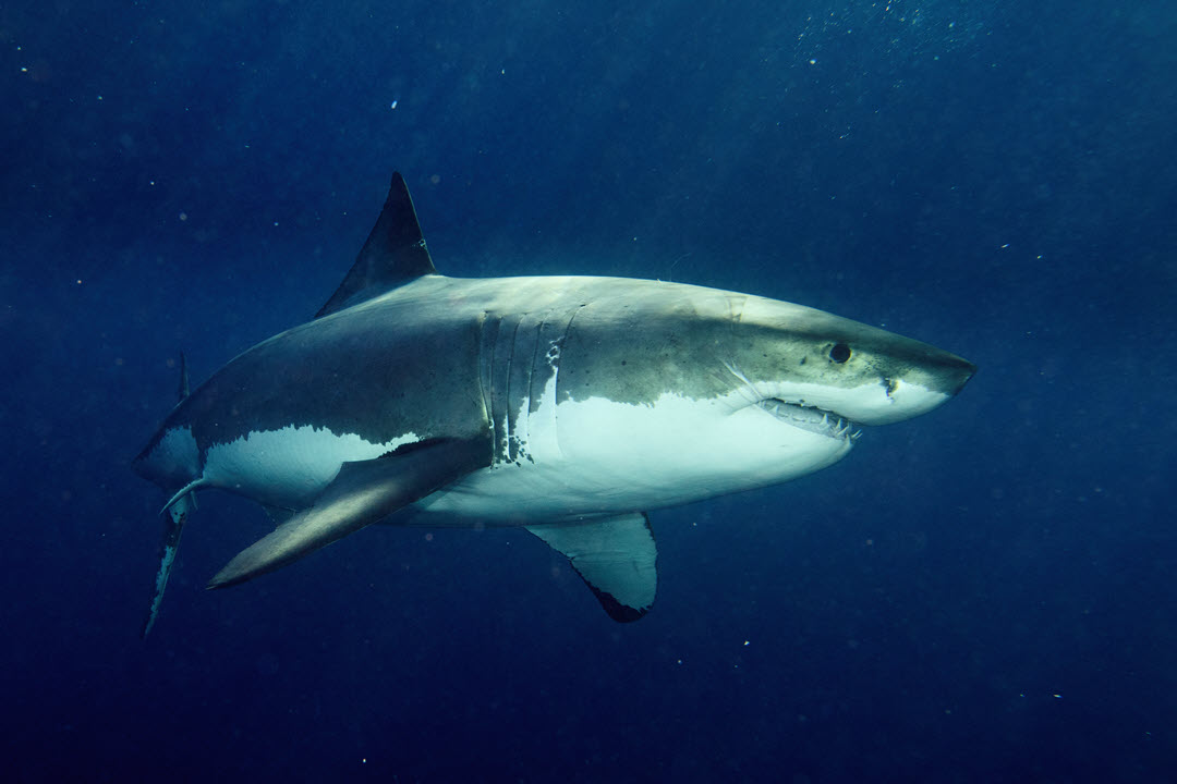 great white shark deep ocean