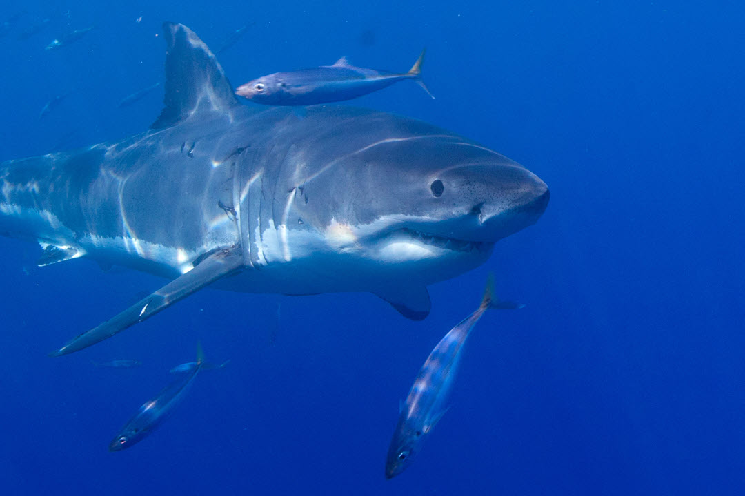 great white shark open ocean Australia