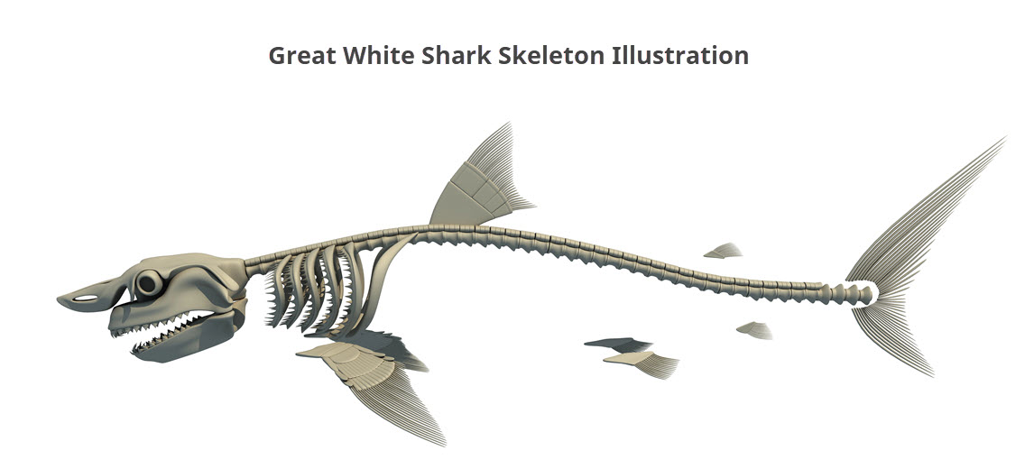 great white shark - skeleton illustration kids