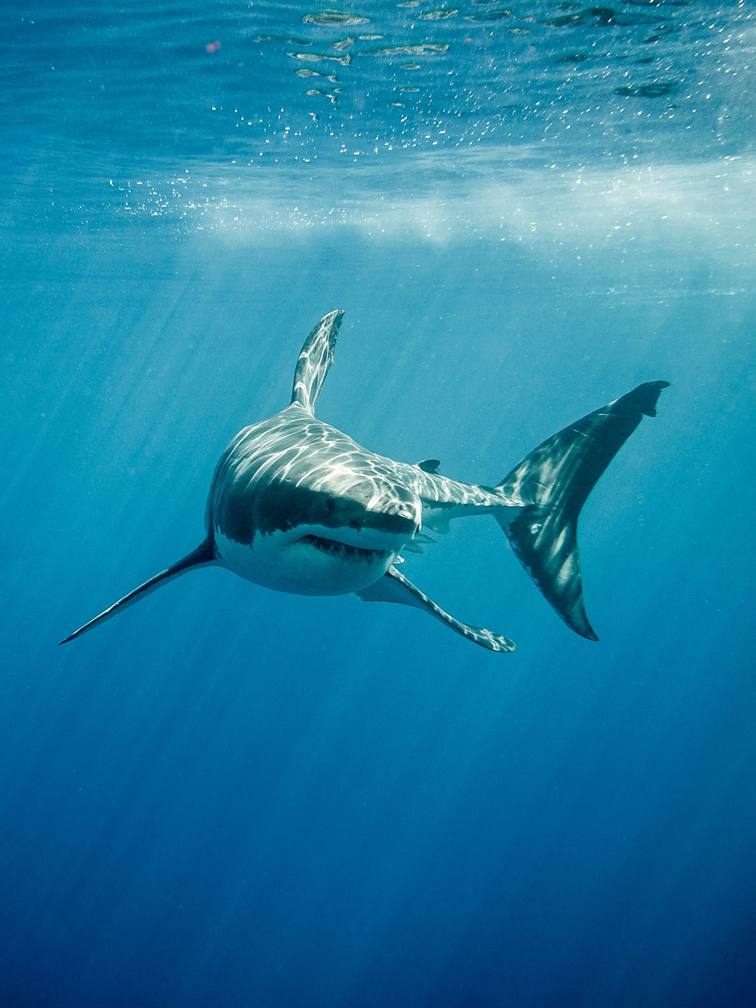 great white shark with fish ocean