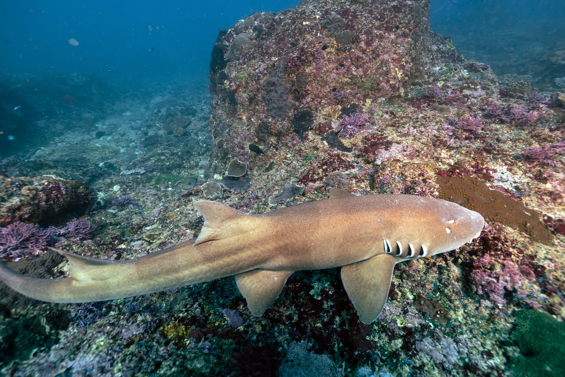 grey bamboo shark in Bali