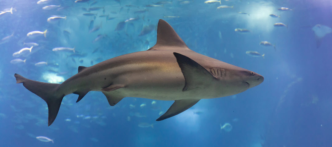 grey galapagos shark requiem