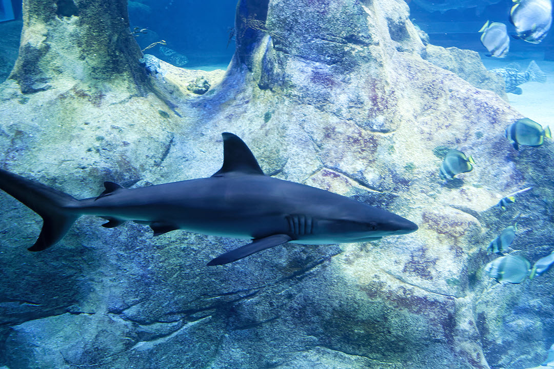 grey reef requiem shark