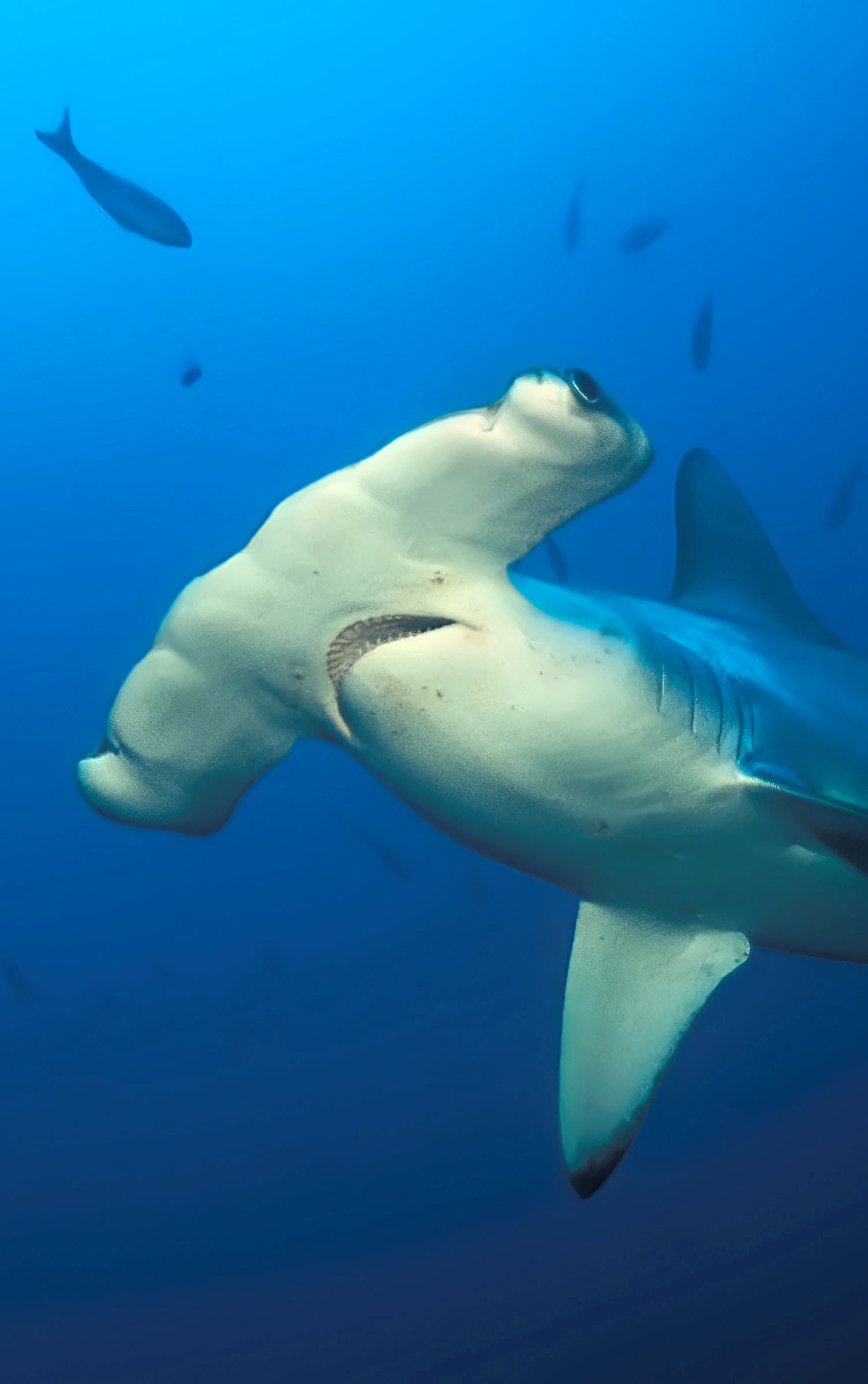 hammerhead shark and fish