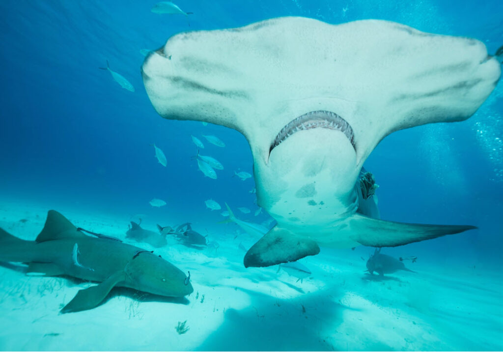 Shark Frontier - a shark expedition