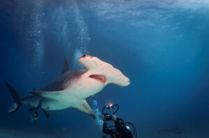hammerhead with diver
