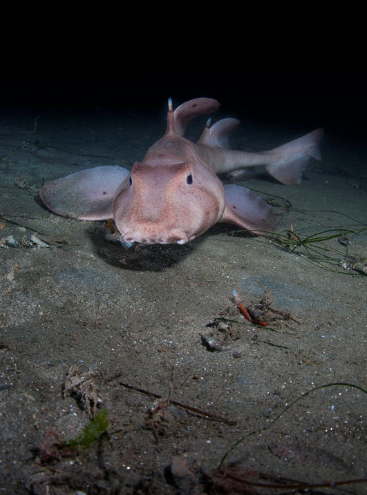 horn shark ocean bottom