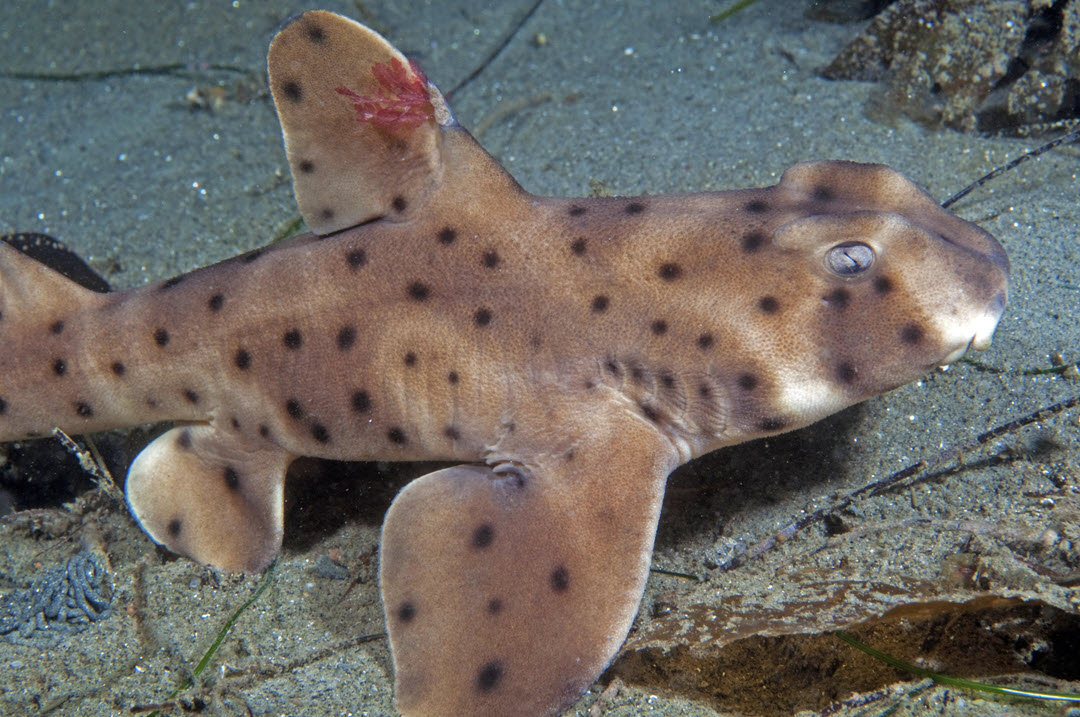 horn shark ocean floor