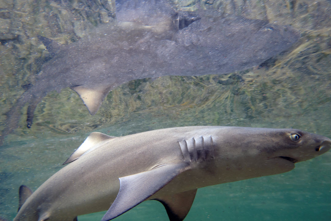 juvenile lemon shark