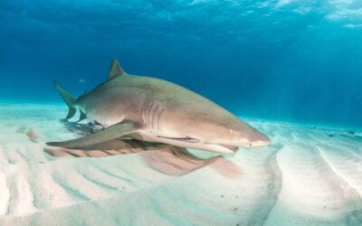 lemon shark in the bahamas