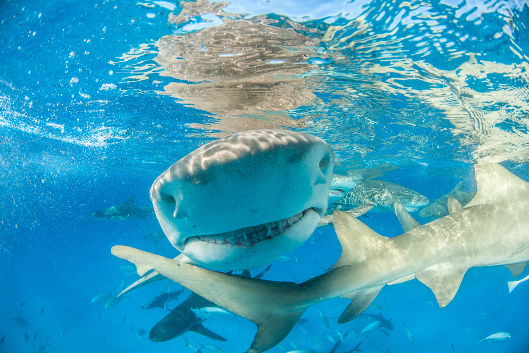 lemon shark - ocean bahamas