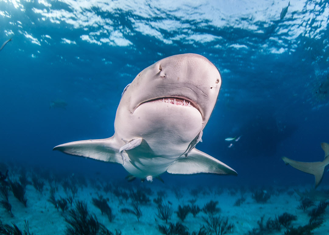 lemon shark ocean bottom
