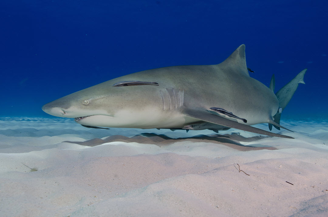 lemon shark on the bottom
