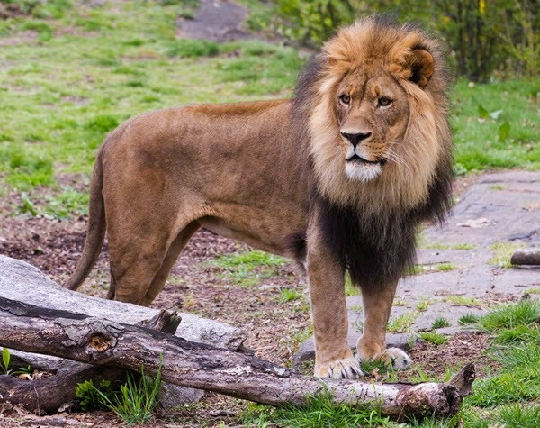 lion standing near tree branches