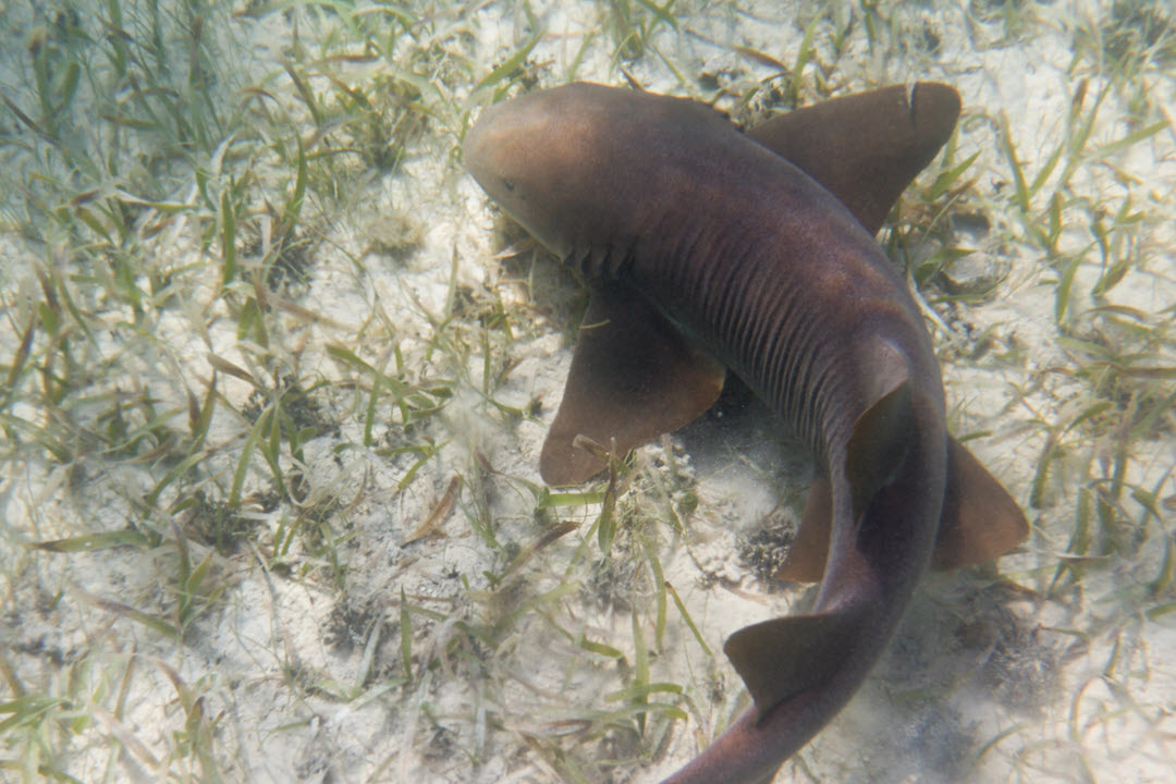 nurse shark in seagrass