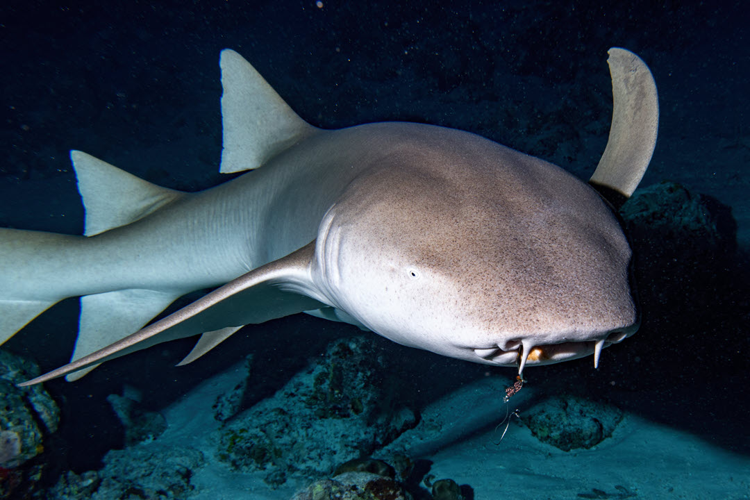 nurse shark near rocks