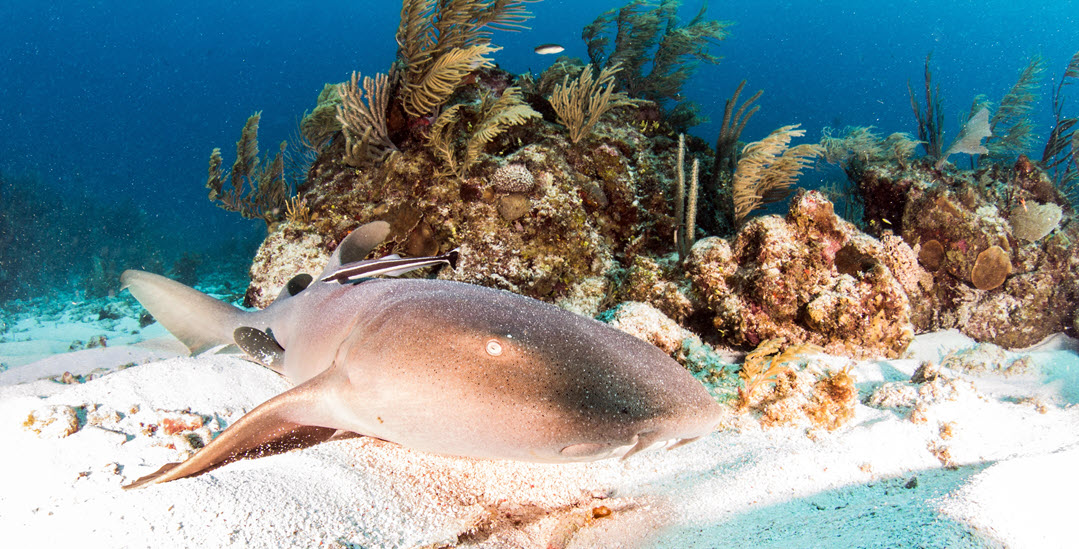 nurse shark resting bottom