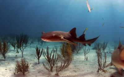 nurse shark swimming near the bottom