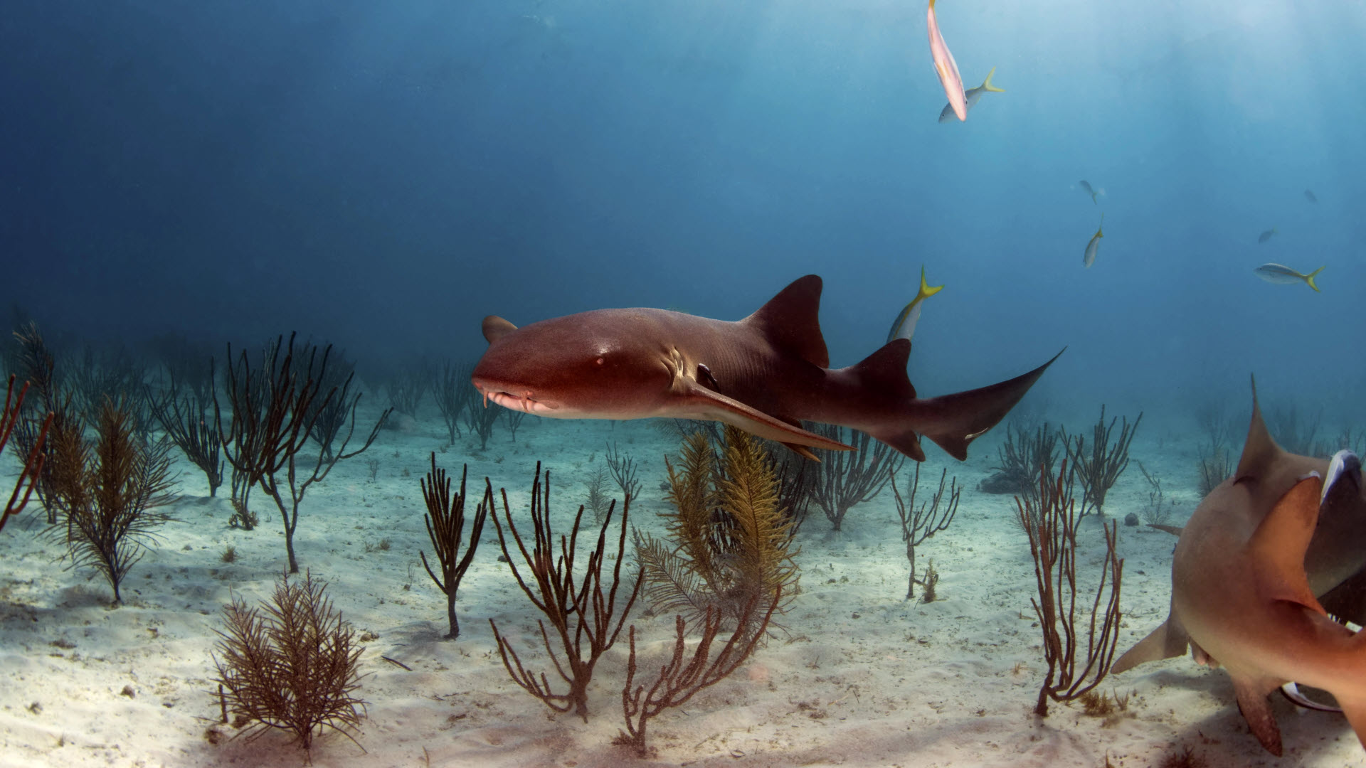 nurse shark swimming near the bottom