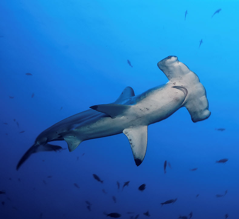 ocean hammerhead