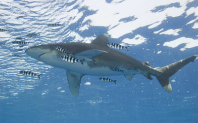 oceanic whitetip shark near surface