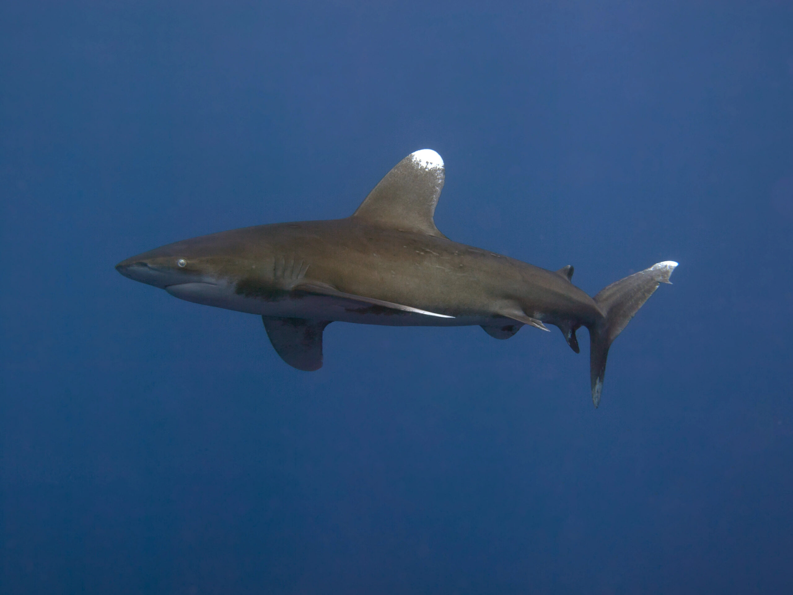 oceanic whitetip shark ocean