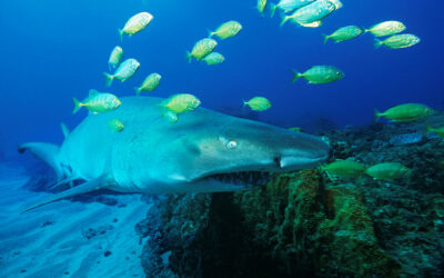 sand tiger shark indian ocean south africa