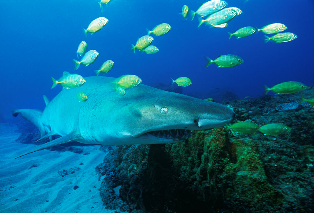 sand tiger shark indian ocean south africa