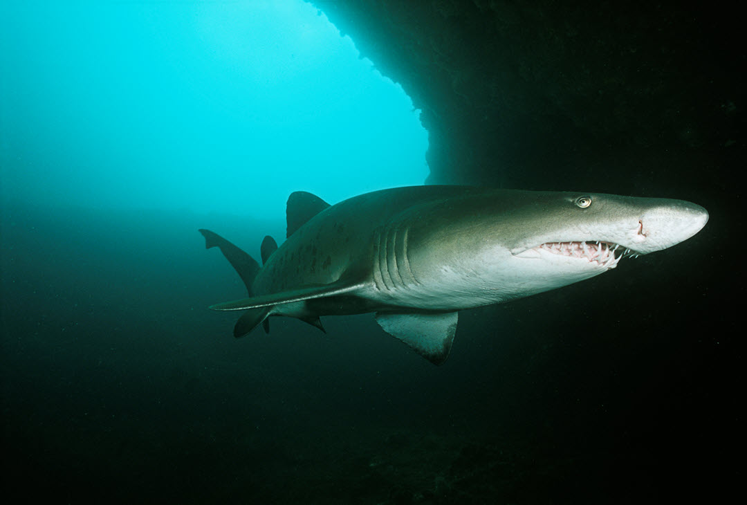 sand tiger shark swimming near rocks