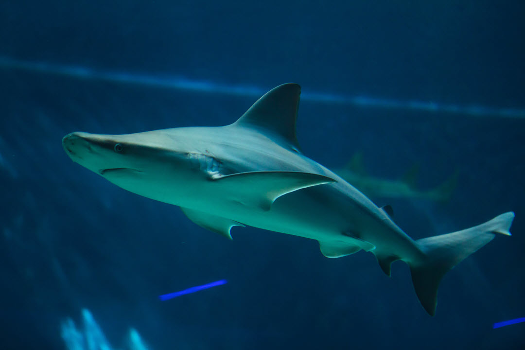 sandbar shark family