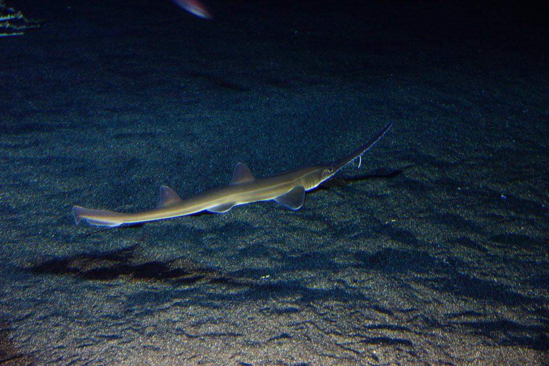sawshark japanese sawshark japanese
