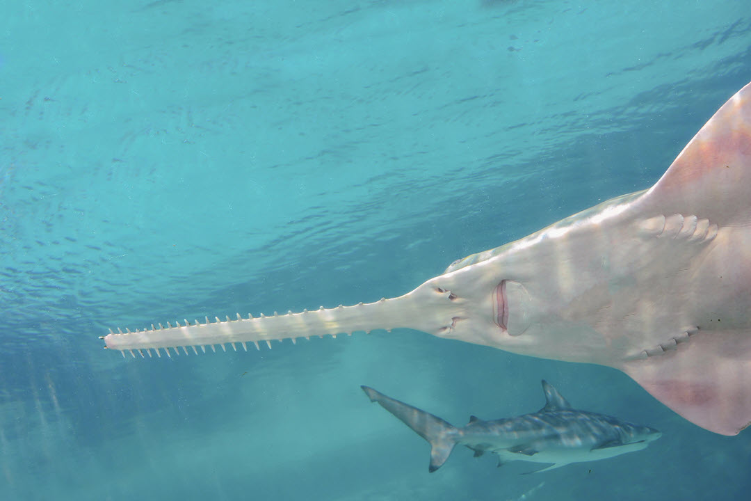 Sawshark shark kids