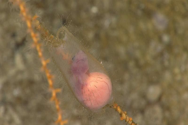 shark embryo NOAA Dogfish