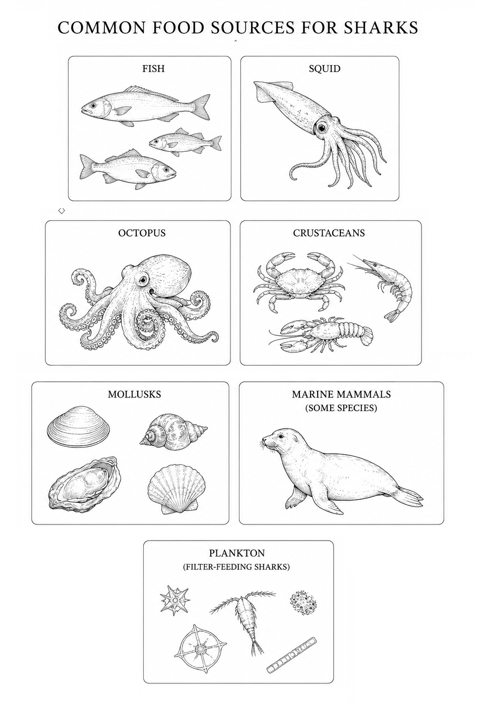 shark food sources common