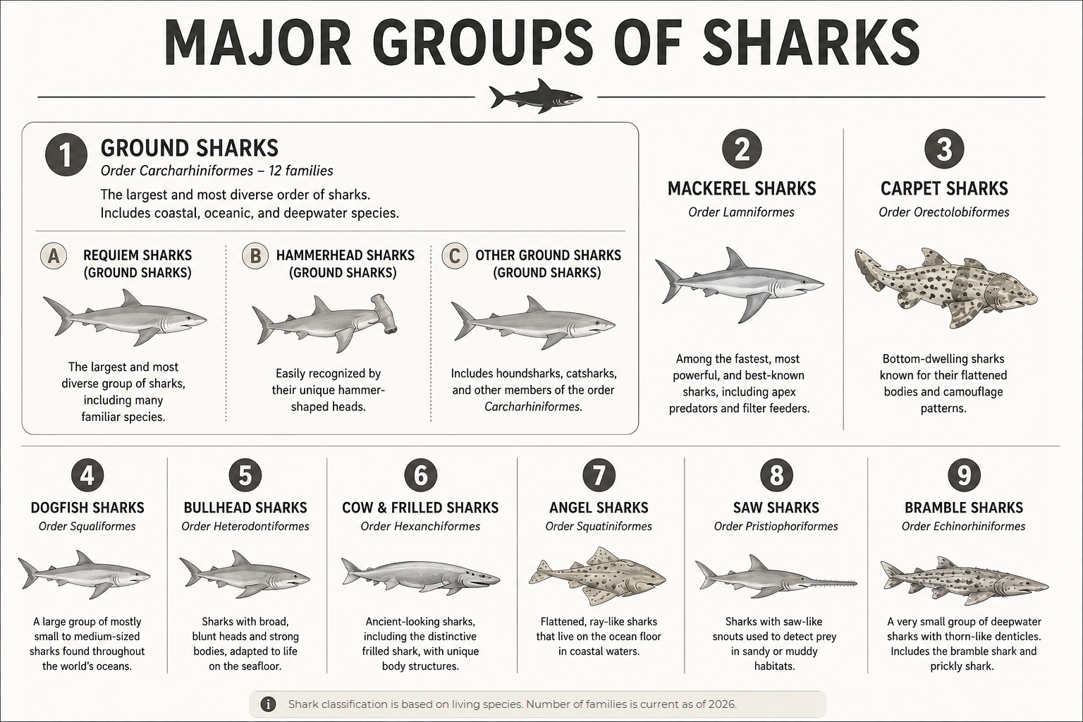 Shark Groups