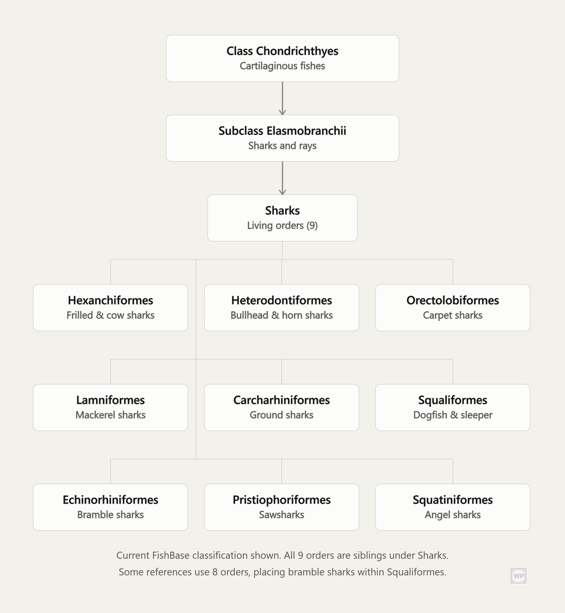 Class and Subclass Shark Classification