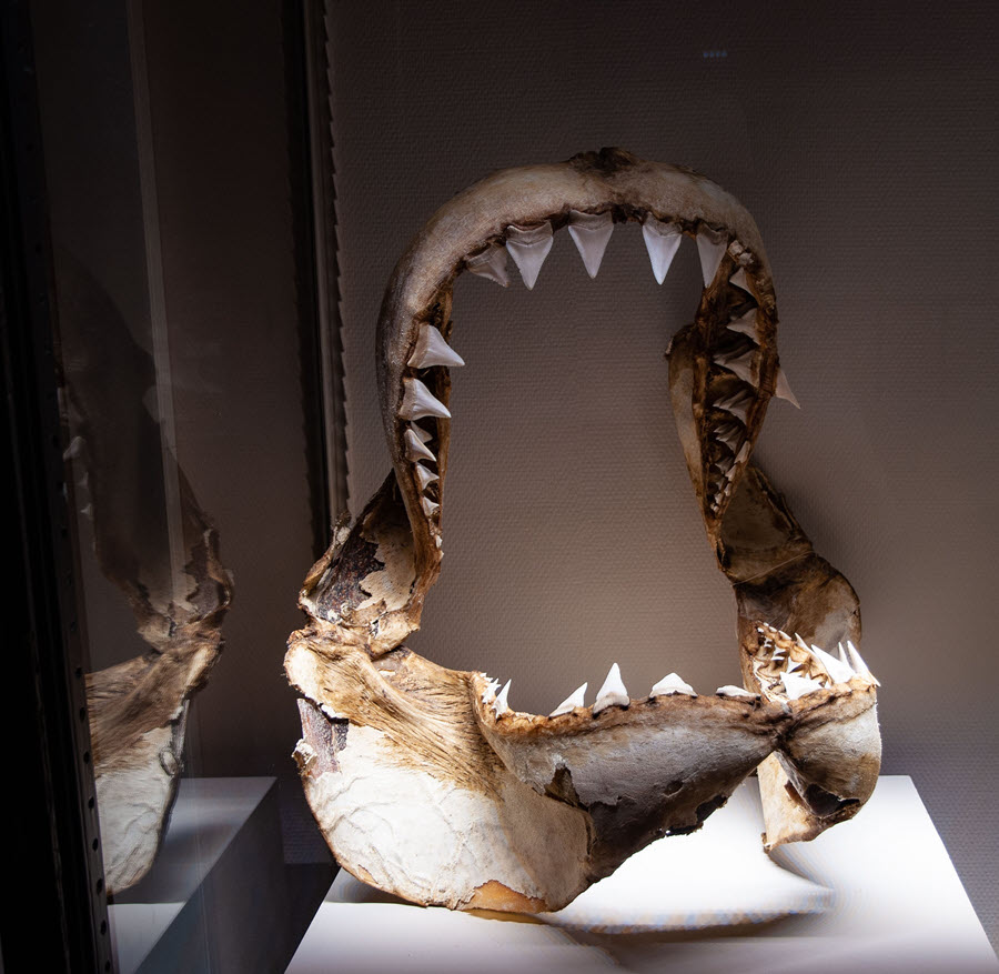 shark teeth great white