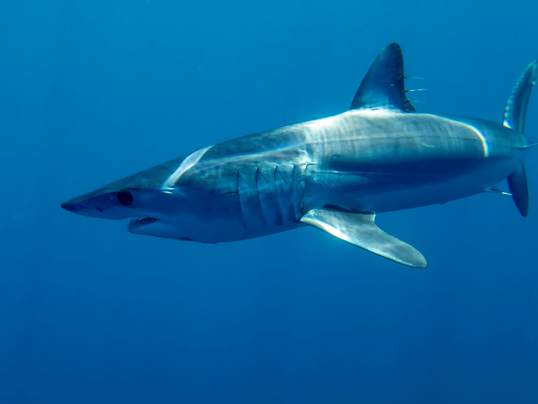 short fin mako in baja CA