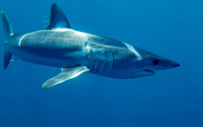 short fin mako ocean