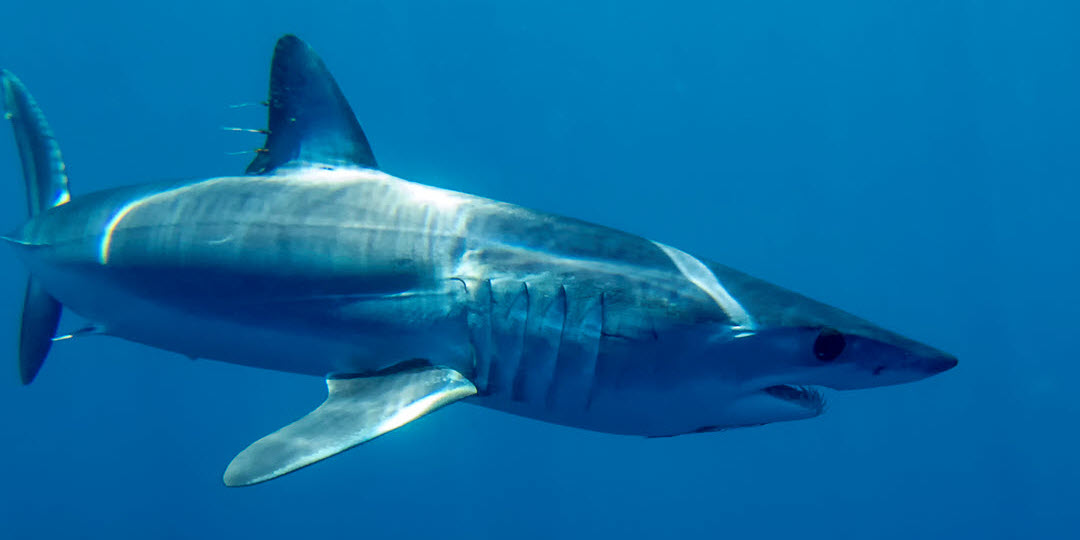 Shortfin mako - sharks for kids