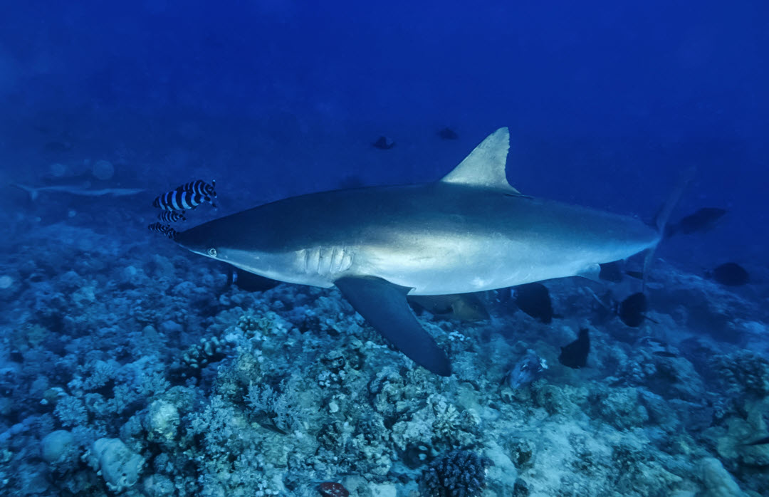 silky shark in Sudan