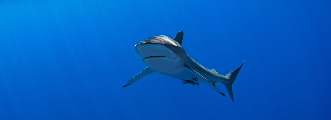 silky shark in baja